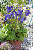 Campanula punctata x trachelium 'Sarastro' (Glockenblume)