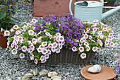 Wickerwork box with Calibrachoa hula 'Appleblossom'