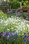 Blue-white flowerbed in early summer, Campanula persicifolia