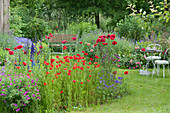 Fruehsommergarten mit Mohn