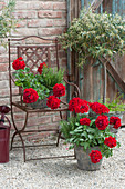 Pelargonium zonale Calliope 'Dark Red' (Stehende Geranien), Salbei