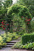 Akebia quinata (Klettergurke) und Rosa (rote Rosen) am Rosenbogen