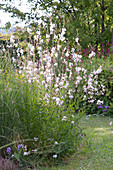 Gaura lindheimeri 'Whirling Butterflies' Giant Candle