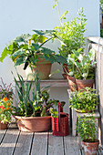 Gemüse in Toepfen auf dem Balkon ziehen