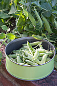 Palerbse 'Senator' (Pisum sativum) in a brick raised bed