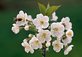 Blüten von Prunus (Sauerkirsche)