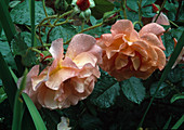 Strauchrose 'Westerland' mit Wassertropfen nach Regen