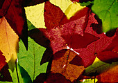 Colourful autumn foliage with light from behind