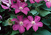 Clematis hybr., woodland vine 'Remembrance'.