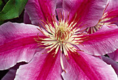 Clematis - Hybr. 'Dr. Ruppel' 