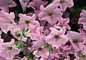 Petunia-Hybride Surfinia Pastel