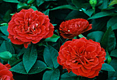 Rosa - Hybr. Roxy Kordana Bl.00