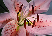 Lilium Orientalis 'Mona Lisa' (lily) with red stamens