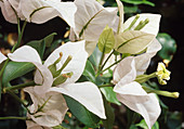 Bougainvillea glabra white 