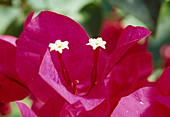 Bougainvillea spectabilis