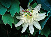 Passiflora caerulea 'Constance Eliott' Bl. 00