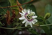 Passiflora Edulis Maracuja