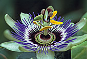 Passiflora caerulea (Passion flower)