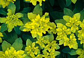 Euphorbia hybrid, spurge