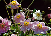 Anemone japonica-hybride 'Queen Charlotte' - Autumn anemone
