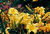 Hemerocallis 'Northbrook Star' - Blüten und Knospen