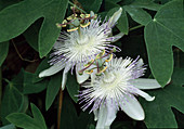 Passiflora 'senta'