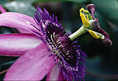 Passiflora-Hybride 'Amethyst'