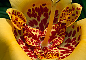 Tigridia pavonia 'Aurea' tiger flower Bl. 00