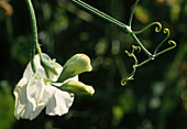 Lathyrus odoratus 'White' sweet pea, flower 00.00