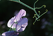 Lathyrus odoratus 'Purple' sweet pea Flower 00.00