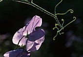 Lathyrus odoratus, Violett Duftwicke .