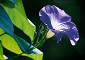 Ipomoea tricolor 'Morning Glory' (Sky blue morning glory)
