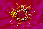 Zinnia - Hybr.