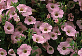 Petunia-Hybr. Surfinia Soft Pink Bl.00