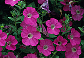 Petunia hybrid Surfinia Pink Mini Bl.00