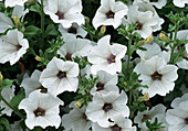 Petunia - Hybr. Surfinia White Bl.00