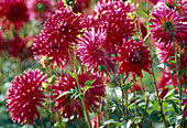 Dahlia - Hybr. 'Cheerio' Red-White Flower 00.00