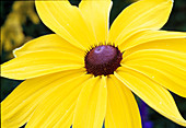 Rudbeckia hirta coneflower