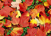 Herbstlaub: rot-gelbe Blätter von Acer (Ahorn)
