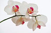 Phalaenopsis-Hybr. Schmetterlingsblume