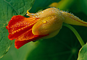 Tropaeolum majus (Nasturtium), Orange 