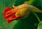 Tropaeolum Majus (Kapuzinerkresse), Orange 