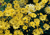 Chrysanthemum indicum 'Aunt Heti' (Autumn Chrysanthemum)