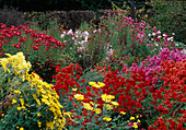 Chrysanthemum indicum (Autumn chrysanthemum)