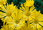 Chrysanthemum indicum 'Tante Heti' (Autumn Chrysanthemum)