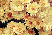 Chrysanthemum indicum 'Bienchen' (Herbstchrysantheme)