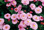 Chrysanthemum indicum 'Anastasia' syn. 'Anja's Bouquet' (Herbstchrysanthemen)