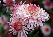 Chrysanthemum 'Rose silver' BL 00.00