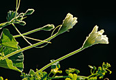 Männliche Blüten vom Flaschenkürbis (Lagenaria siceraria)
