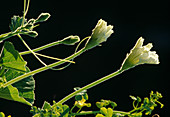 Male blossoms of bottle gourd (Lagenaria siceraria)